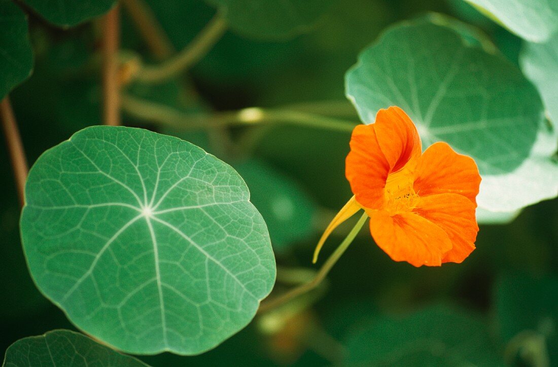 Nasturtiums with flowers (outdoors)