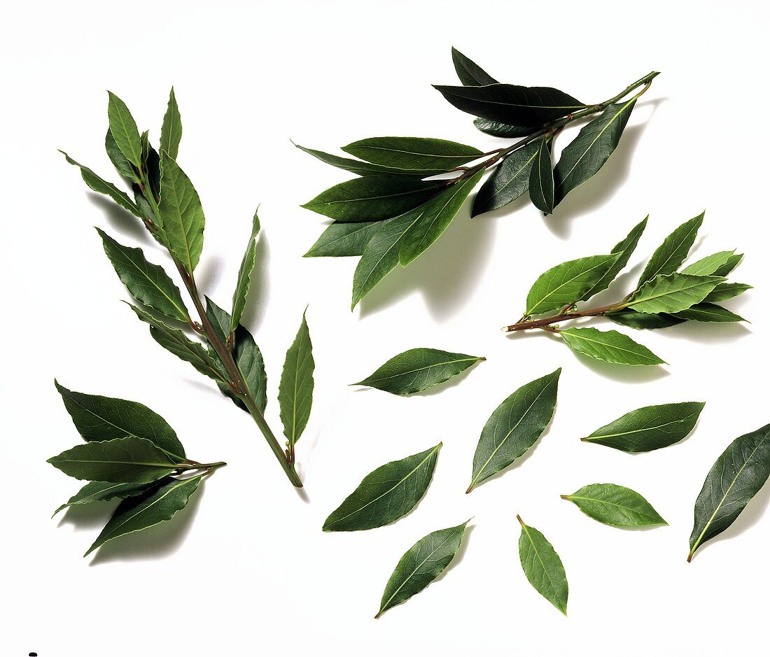 Fresh bay leaves and twigs