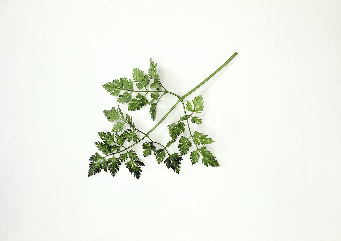 A sprig of chervil