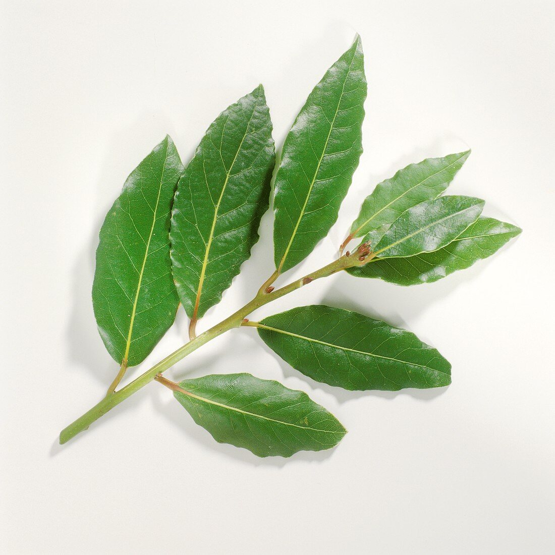 A sprig of bay with fresh bay leaves
