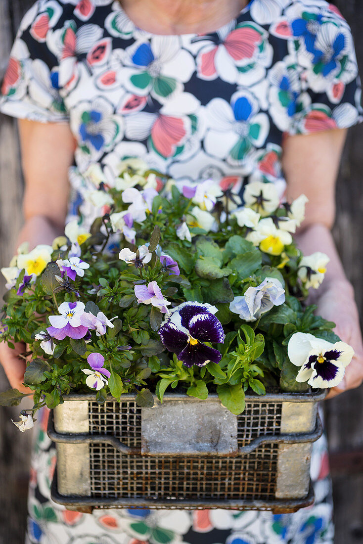 Woman holding wire basket of violas and pansies