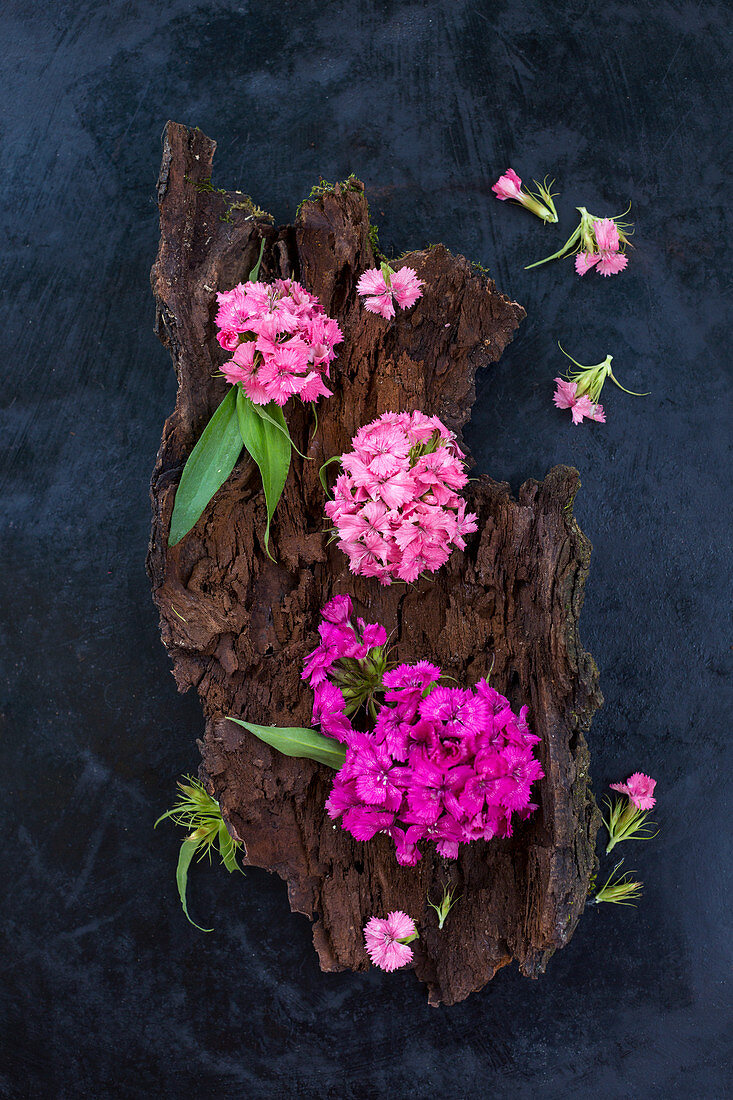 Sweet Williams (Dianthus barbatus) on bark on dark surface