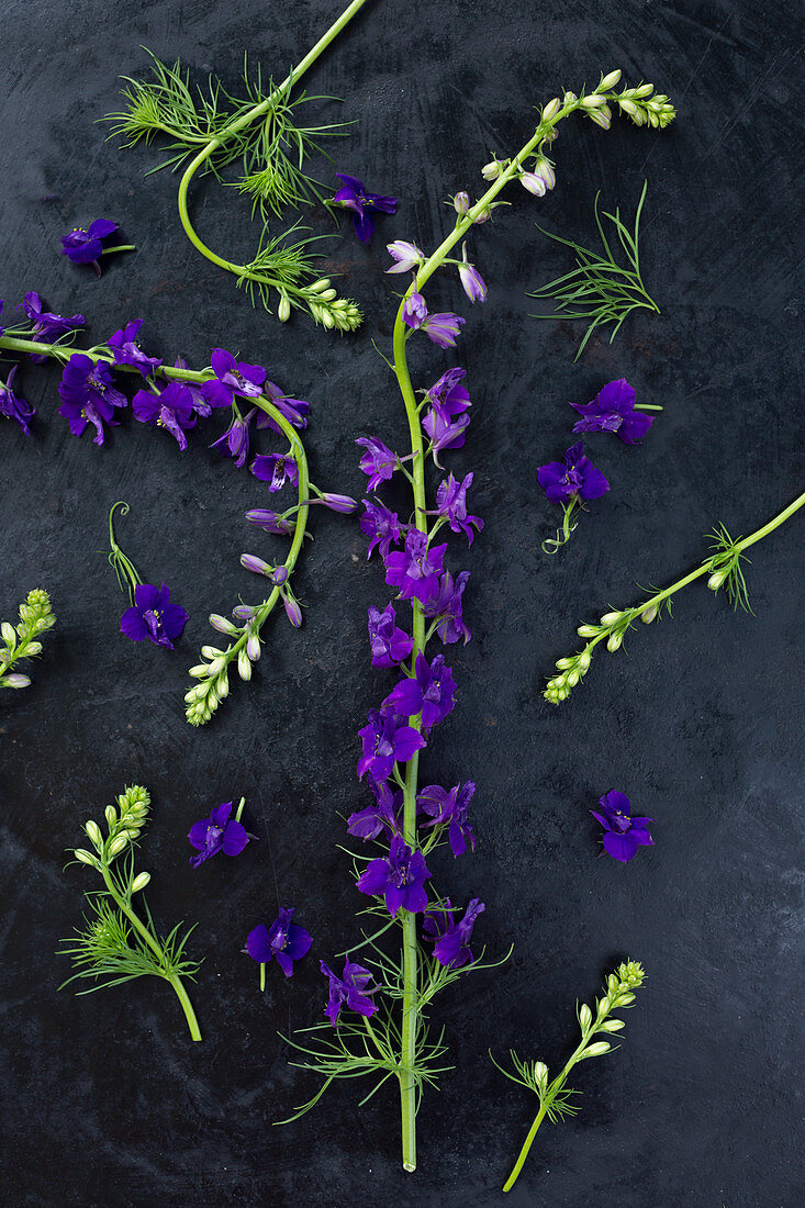 Field larkspur arranged on dark surface