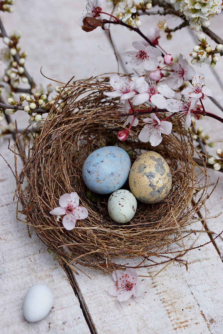 Eggs and cherry plum blossom in Easter nest