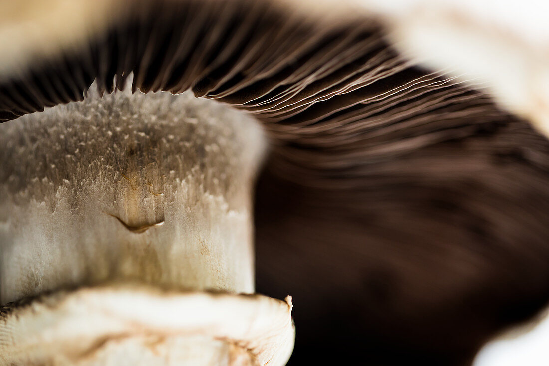 A mushroom (close-up)