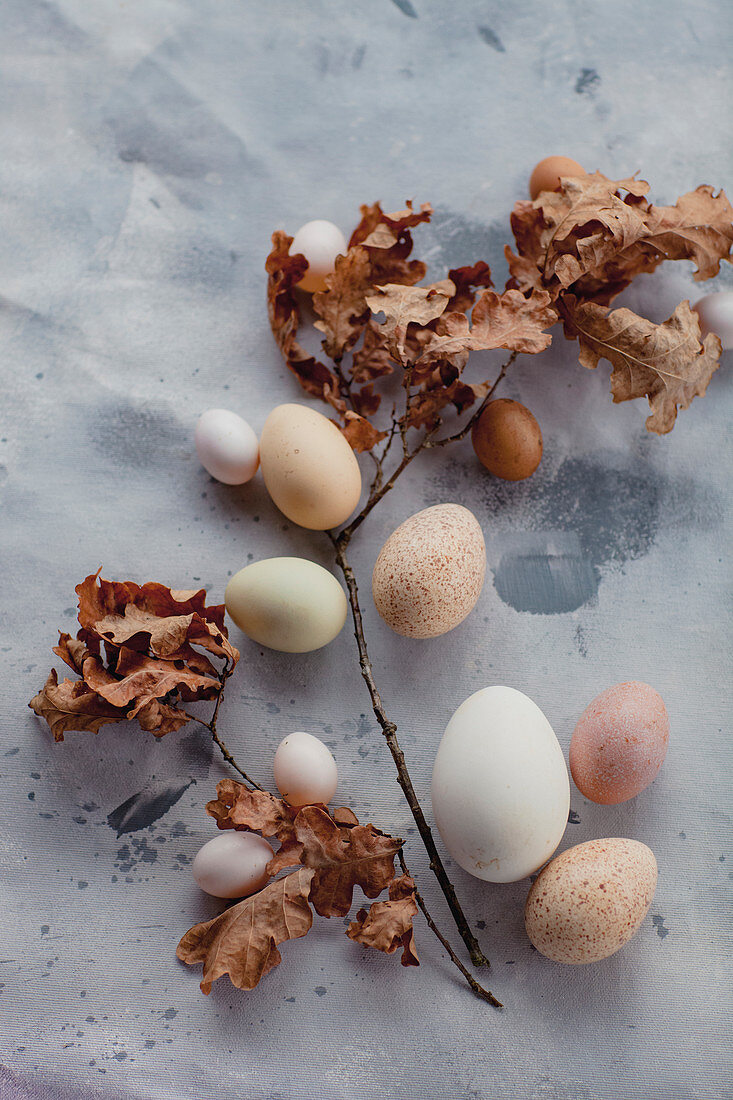 Eggs of various sizes and colours and dried oak twigs