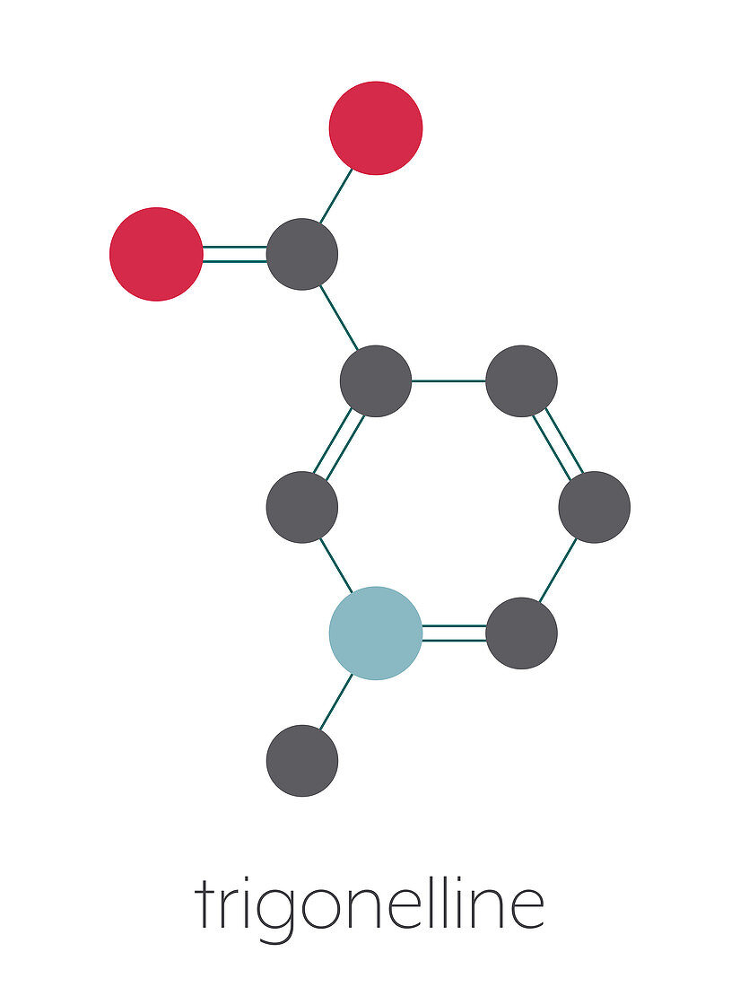Trigonelline molecule, illustration