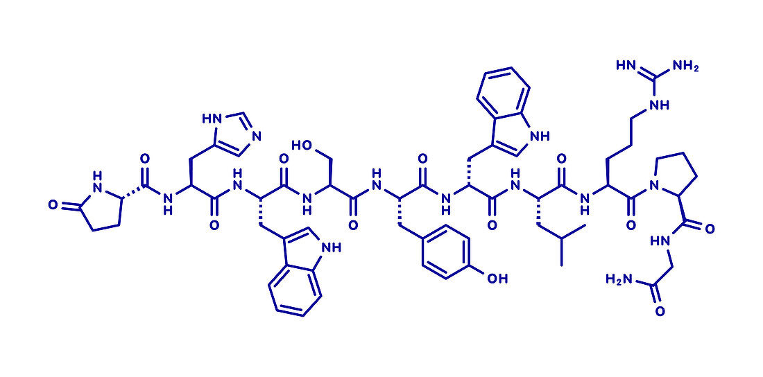 Triptorelin gonadotropin releasing hormone agonist drug