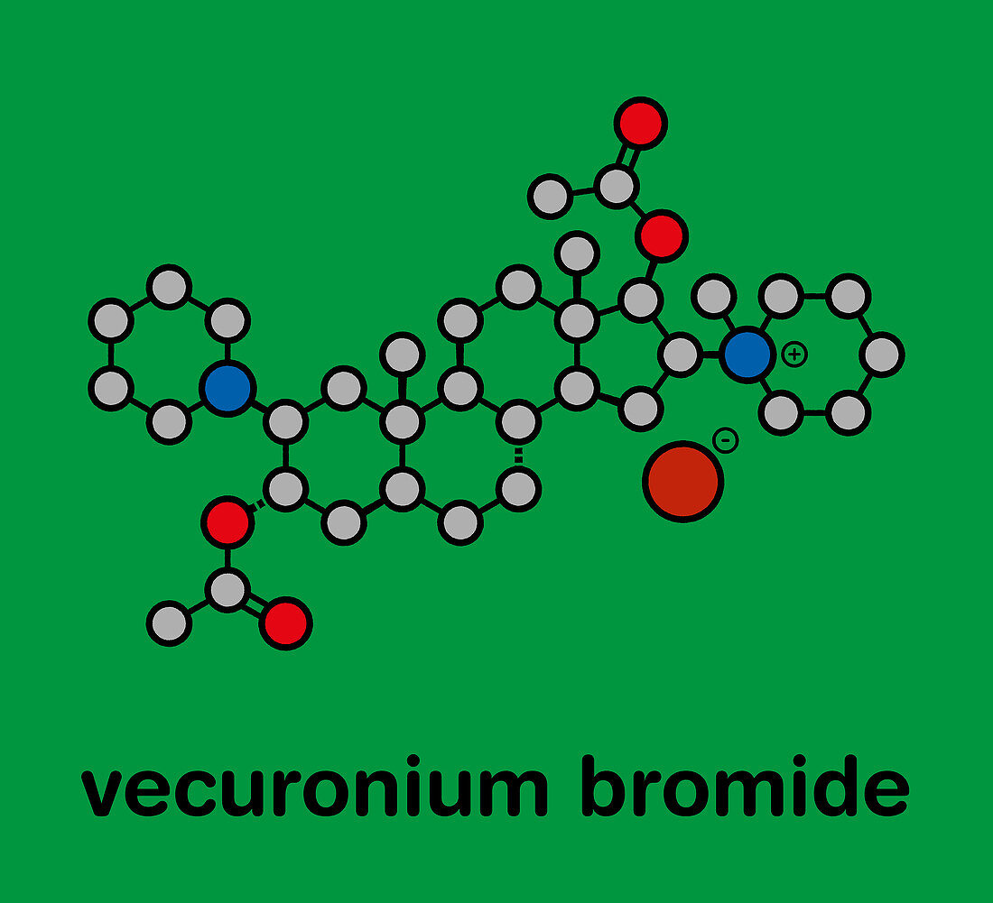 Vecuronium bromide muscle relaxant drug, illustration