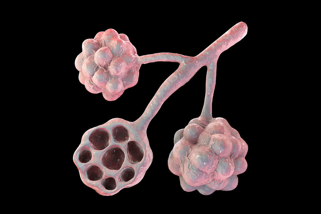 Alveoli, illustration