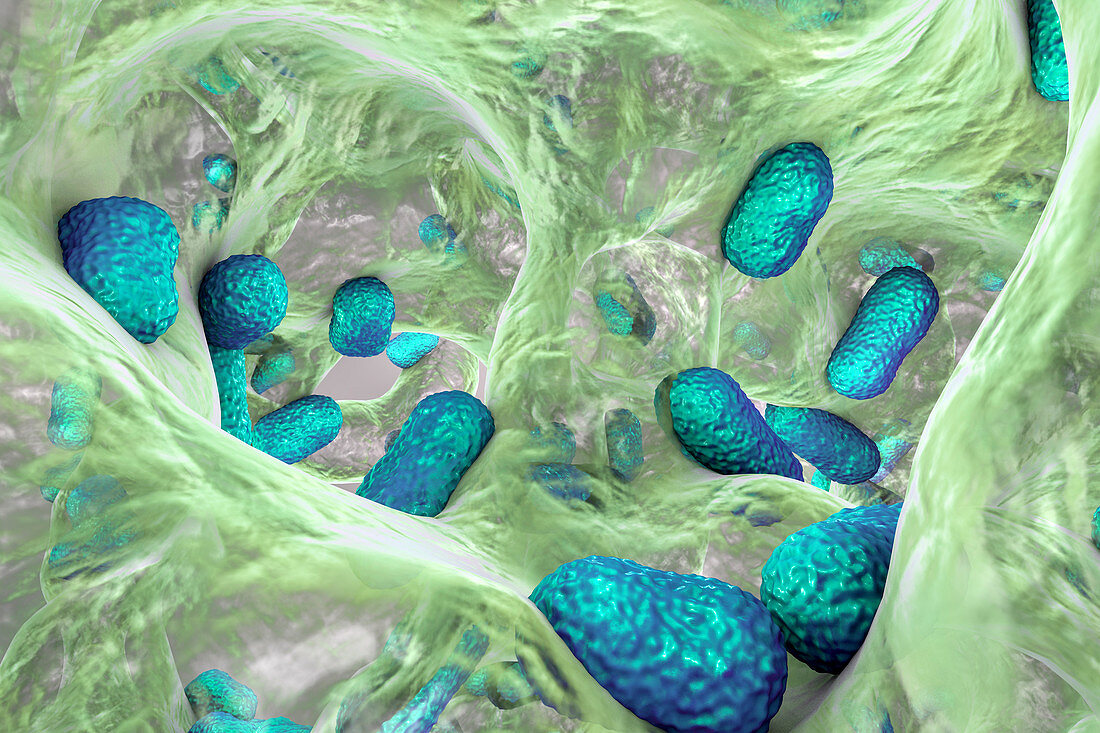 Acinetobacter baumannii bacteria, illustration