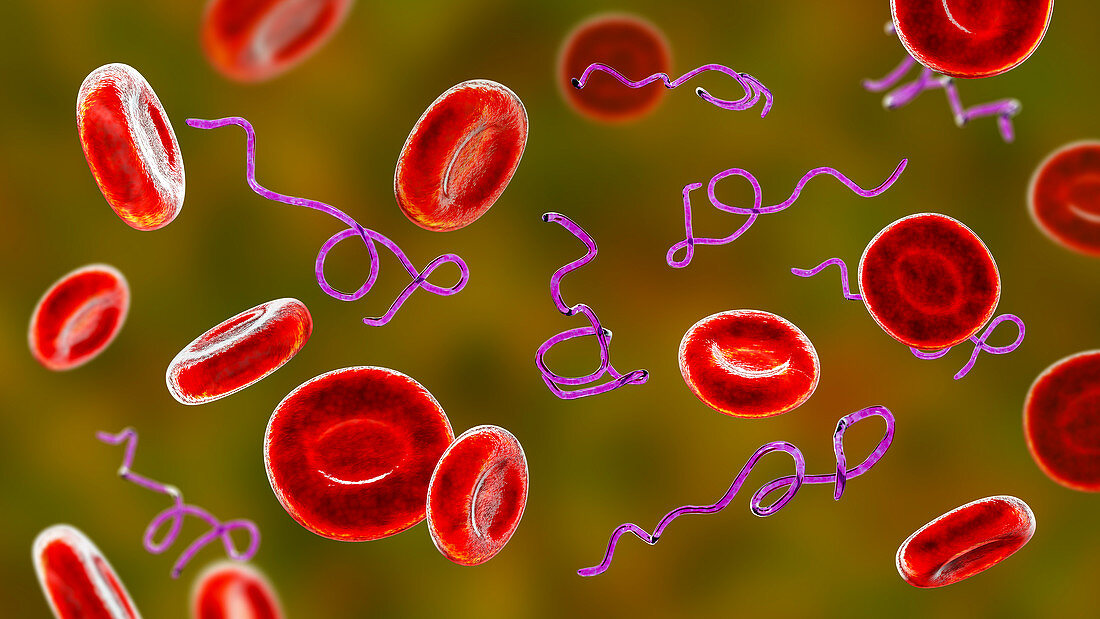 Borrelia bacteria in blood, illustration