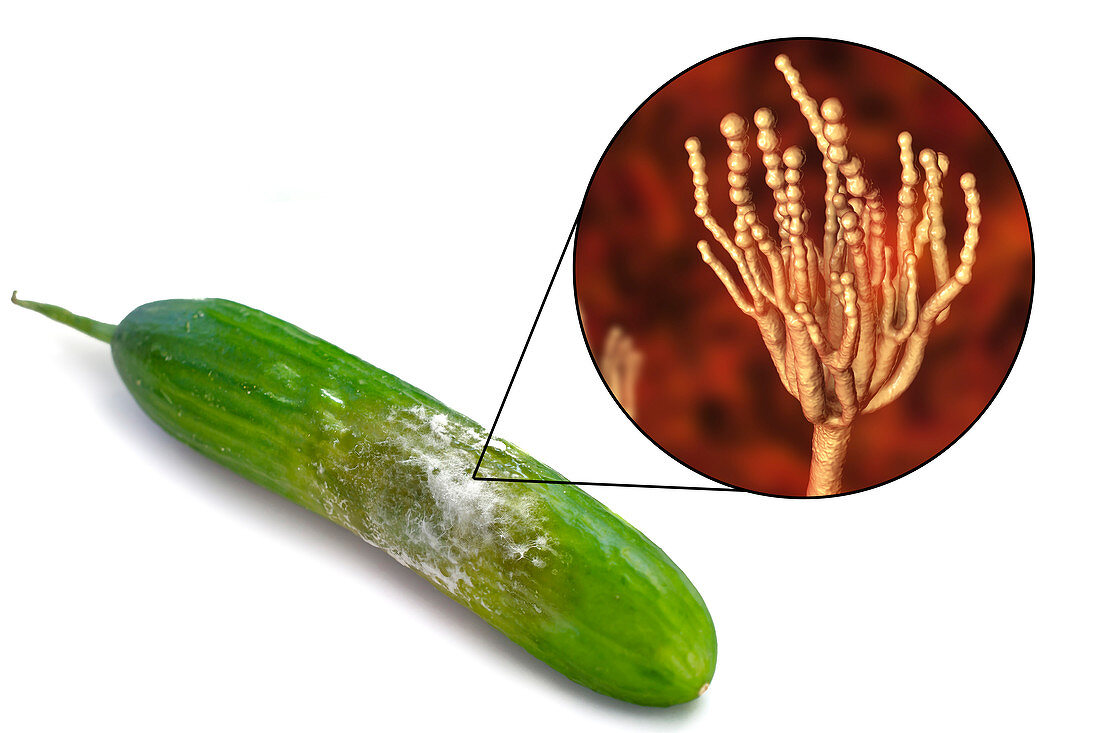 Cucumber covered with mould, composite image