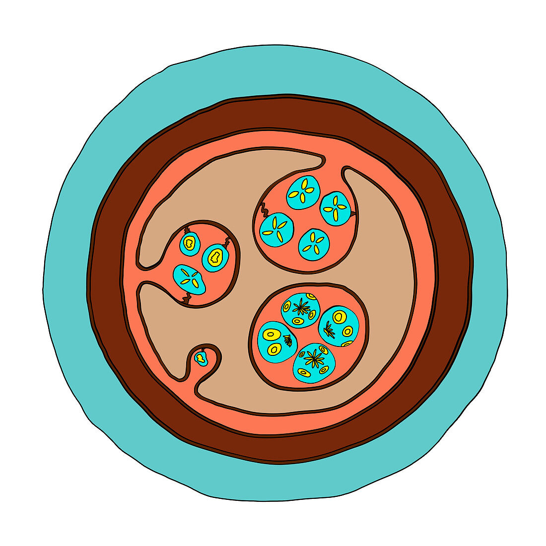 Echinococcus granulosus hydatid cyst, illustration