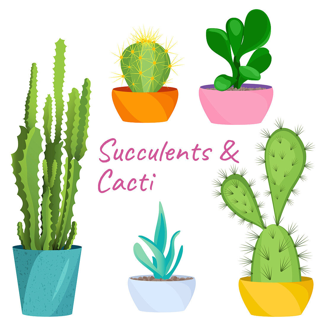 Succulents and cacti, illustration