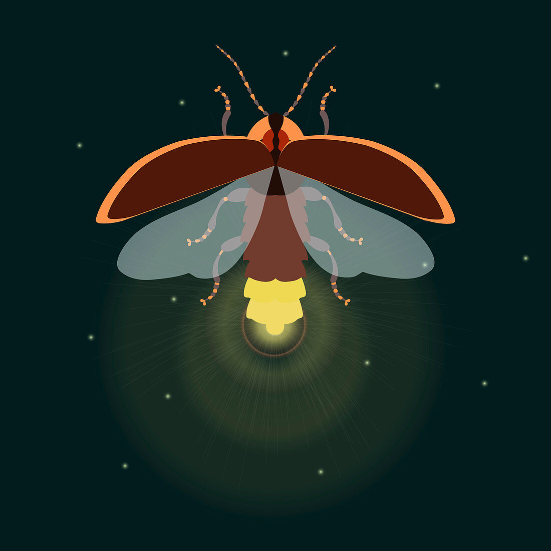 Firefly with open wings, illustration