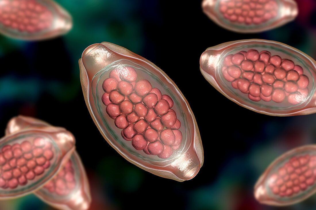 Eggs of a parasitic worm Trichuris trichiura, illustration