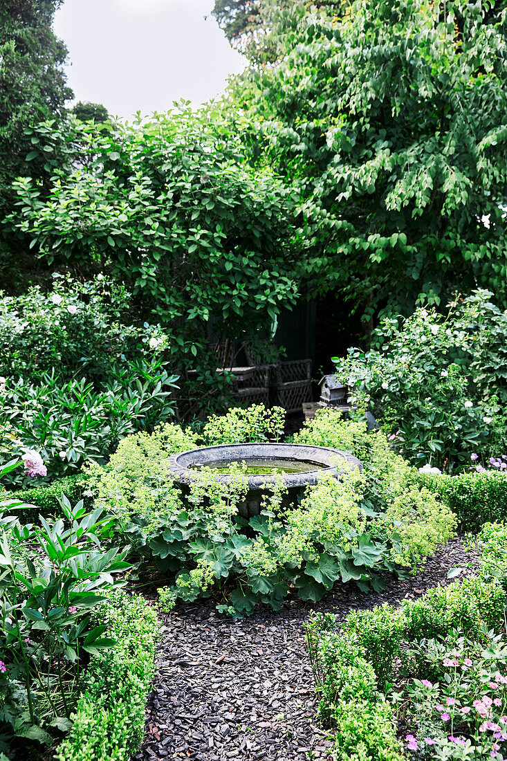 Birdbath in round bed of lady's mantle