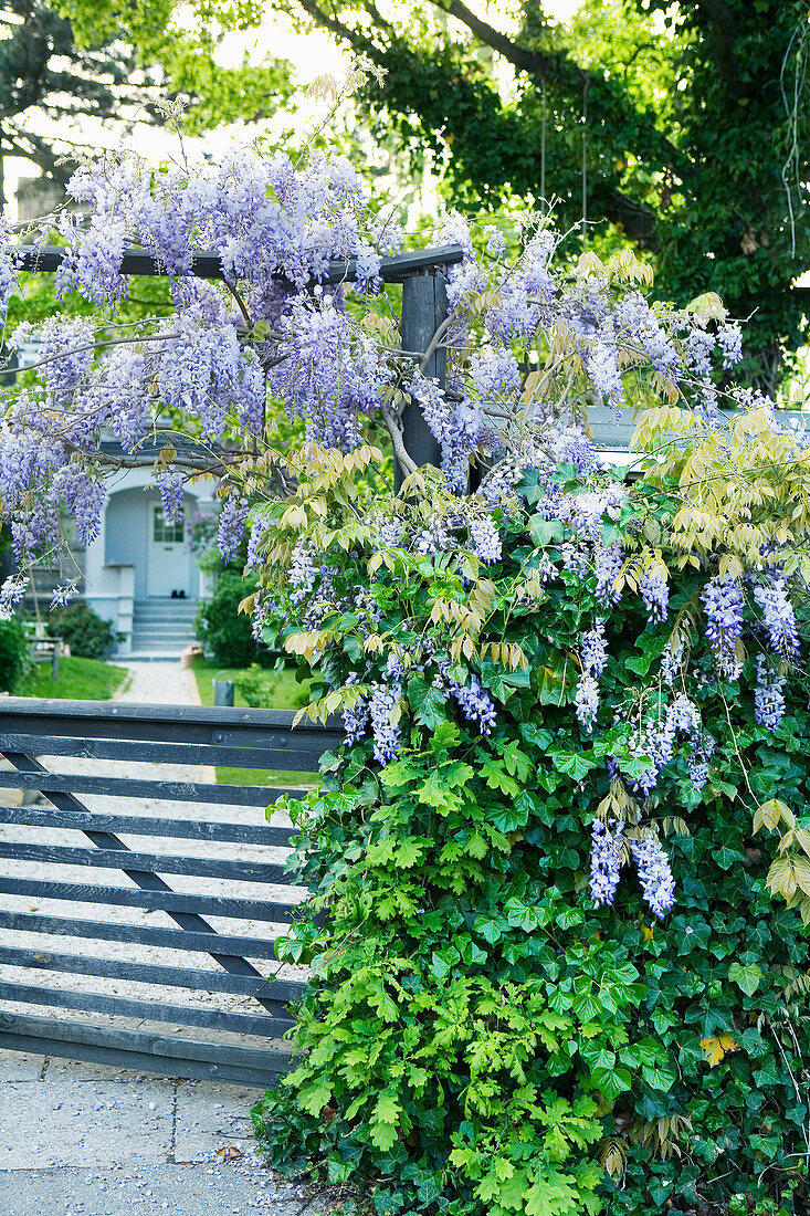 Wisteria flowering on garden gate