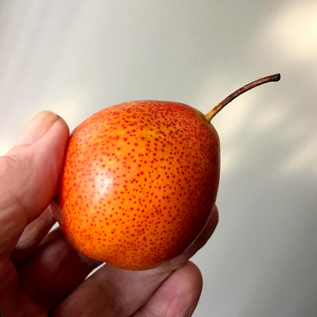 A Forelle Pear held in fingers to show scale