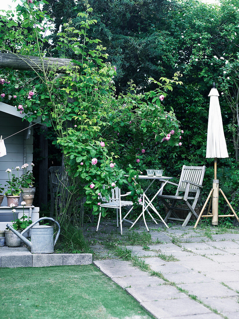 Schattiger Sitzplatz am Gartenhaus neben blühender Kletterrose