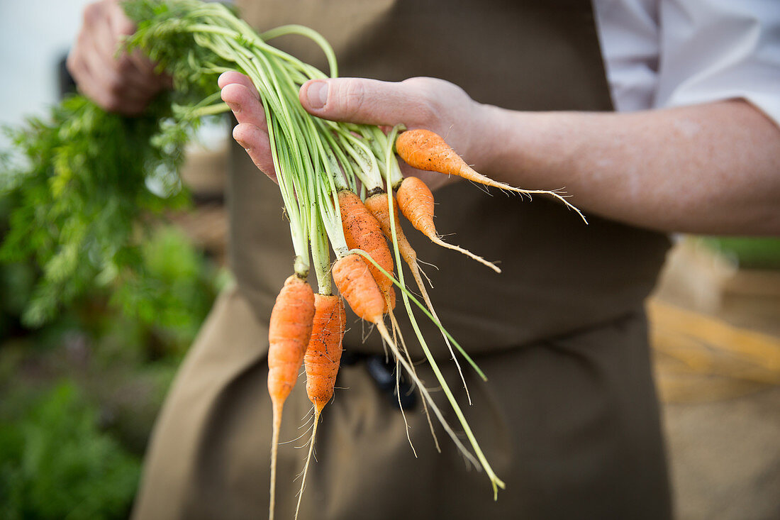 Hand hält frisch geerntete Karotten