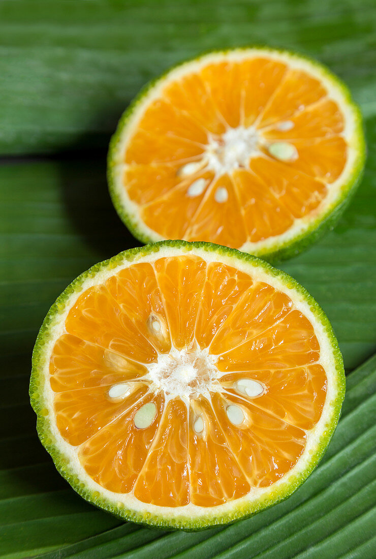 Japanische grüne Orangen