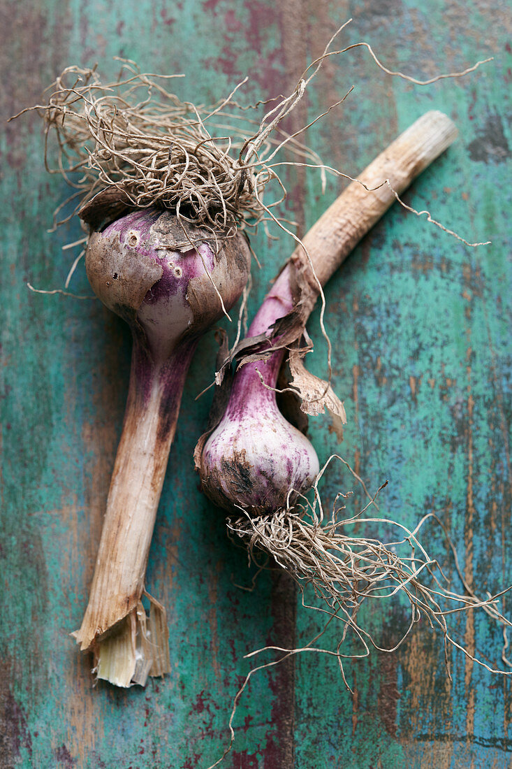 Two bulbs of garlic on a vintage wooden background