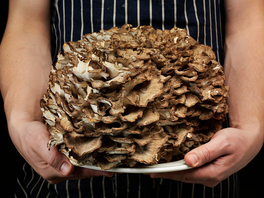 Hen of the woods', Mushroom (Grifola frondosa)