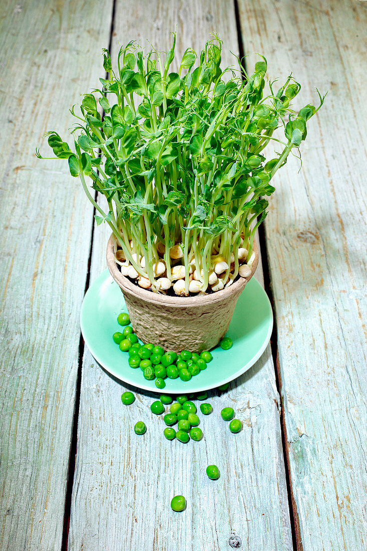 Pea sprouts in a clay pot