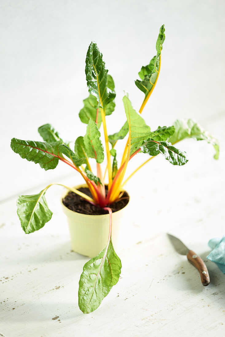 Young Swiss chard in a pot