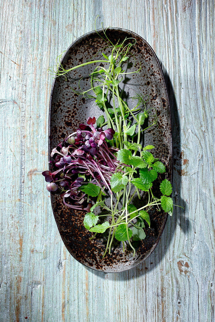 Plant branches and radish and pea sprouts on a plate