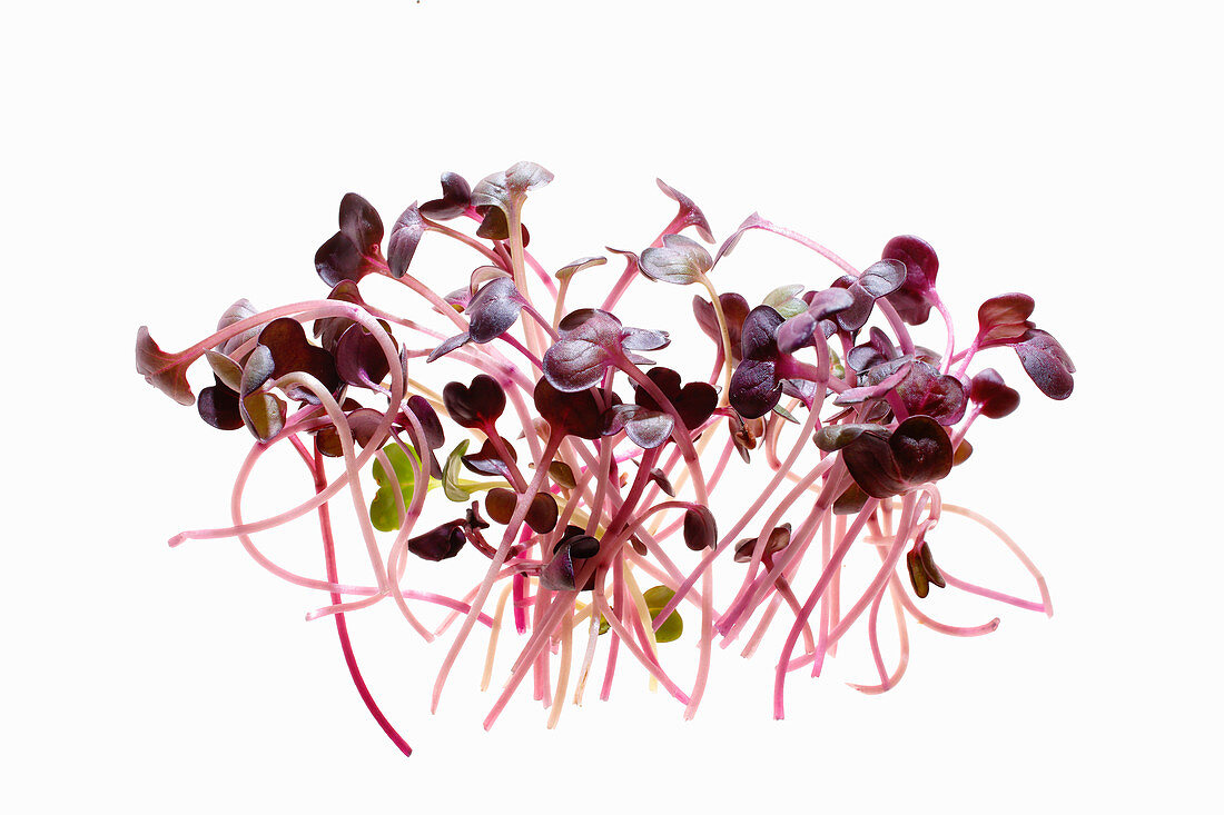 Fresh radish sprouts against a white background