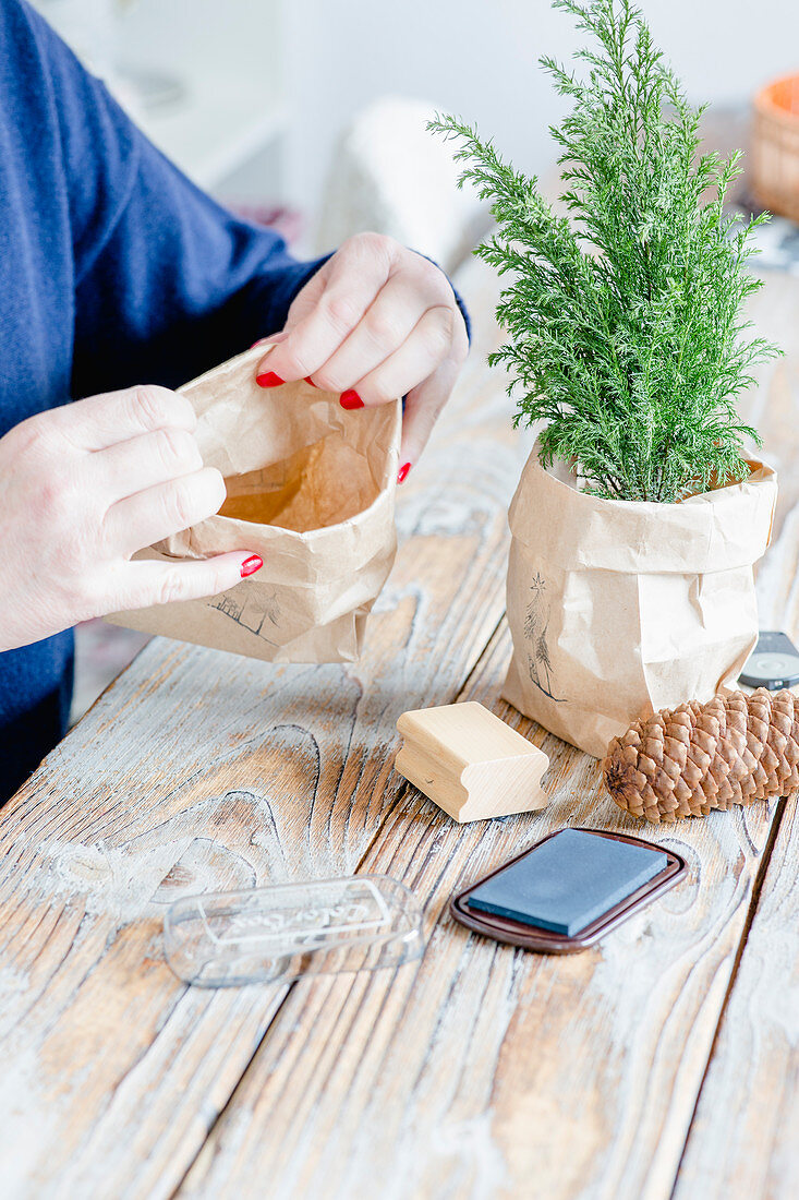 Hands folding down paper bag for use as holder for potted conifer