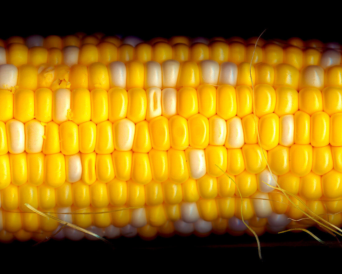 A corn on the cob against a black background (close-up)