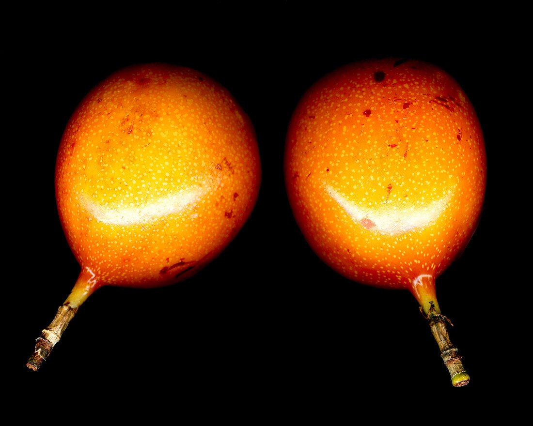 Two grenadillas against a black background