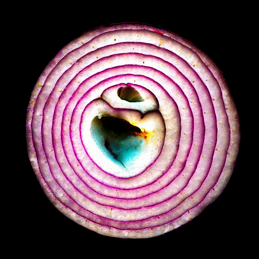 A sliced red onion against a black background (close-up)