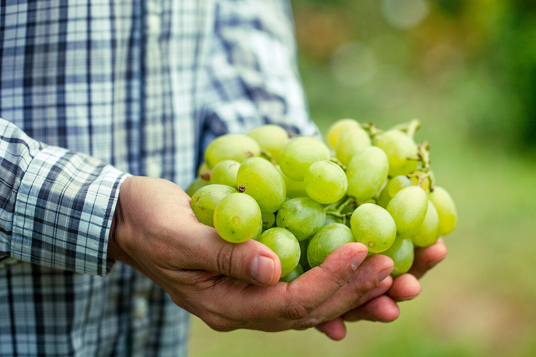 Hände halten frisch geerntete grüne Trauben