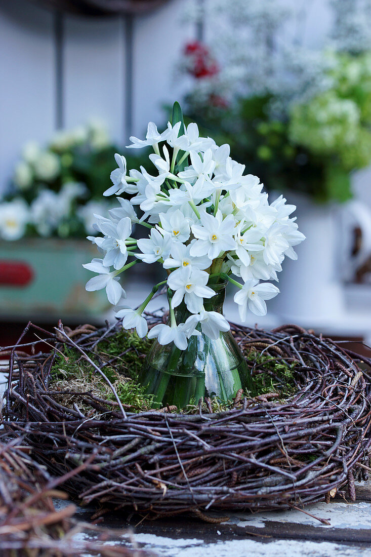 Bouquet of cream narcissus 'Paperwhite' in wreath of birch twigs
