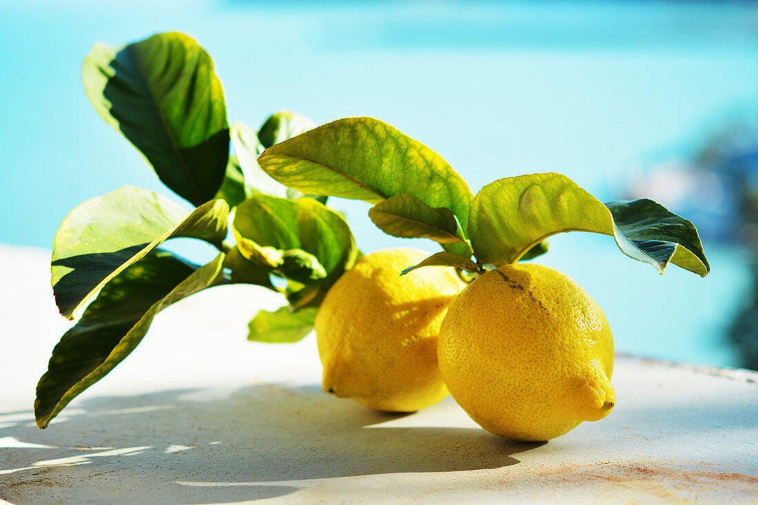 Zwei Zitronen mit Blättern im Sonnenlicht