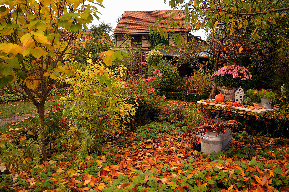 Rural garden with colourful autumn leaves