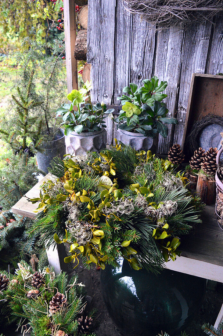 Mixed wreath with pine, mistletoe, spruce, and clematis