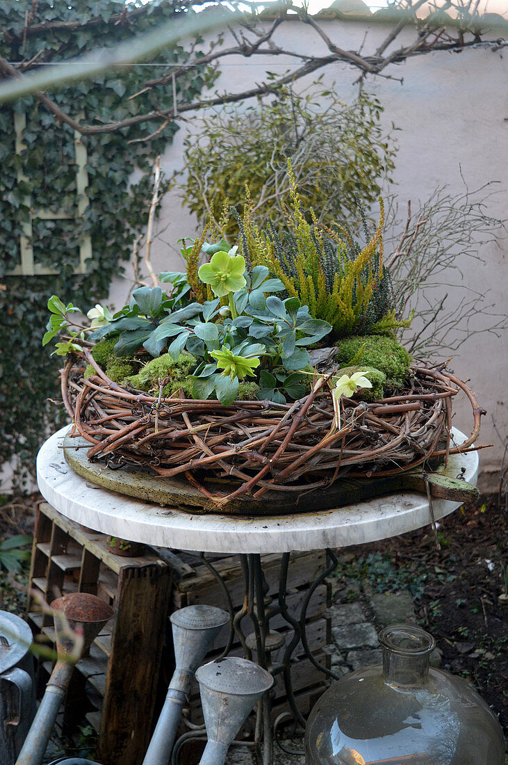 Hellebore, moss and heather in wreath of vines