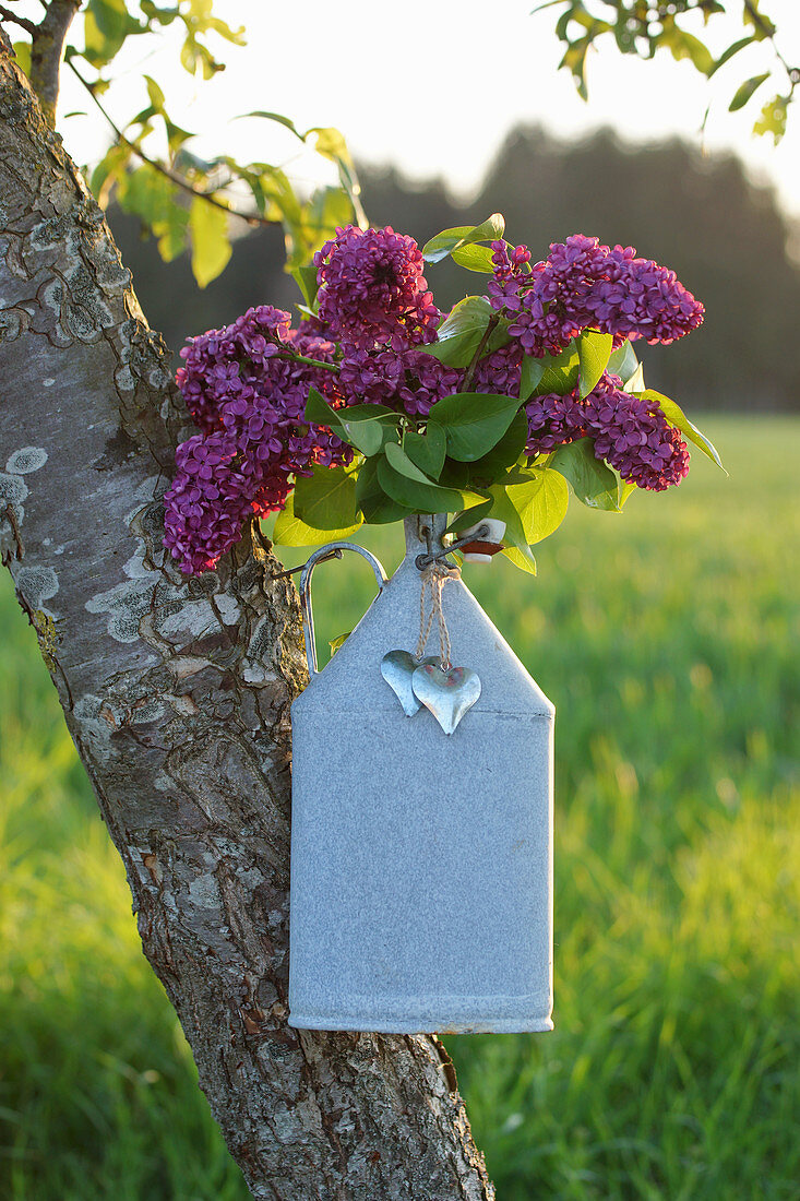Posy of lilac in zinc bottle with heart-shaped pendants hung in tree
