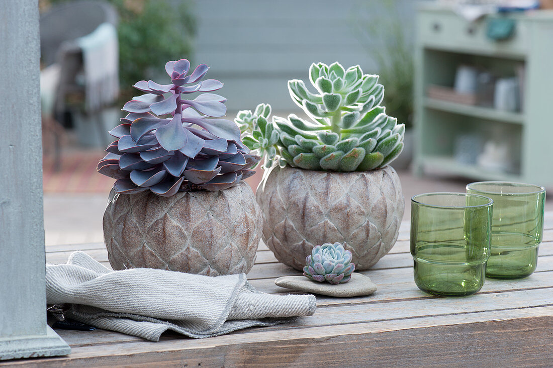 'Pearl of Nuernberg' echeveria and 'Doris Taylor' pulvinata