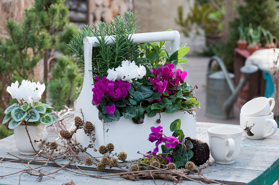 Early spring with cyclamen, rosemary and sage in wooden trays, larch branches with cones