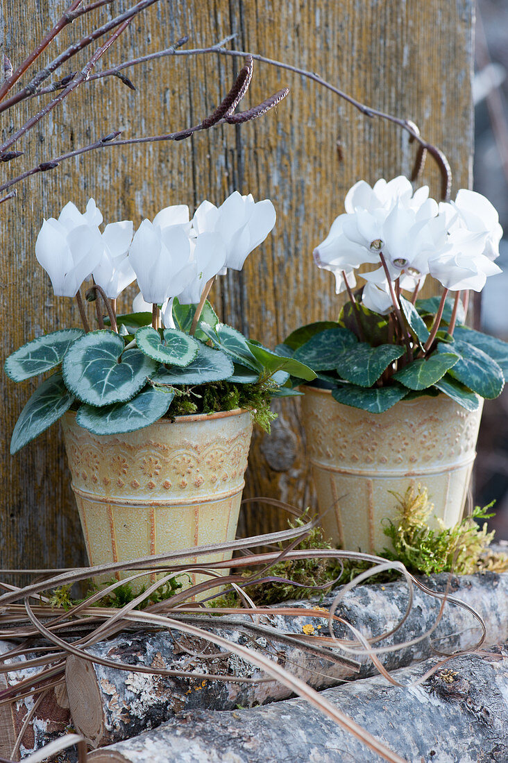 Pots with white cyclamen