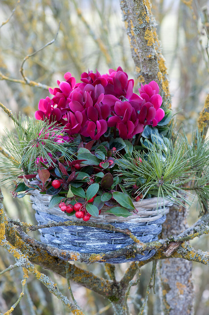 Basket with cyclamen, mock berries and pine branches in the branches