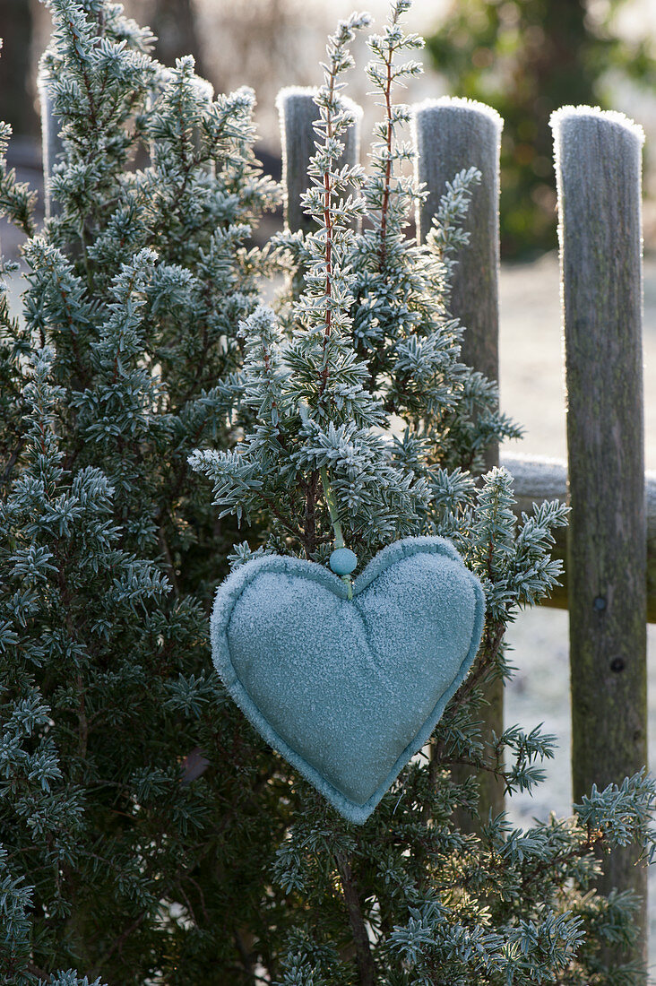 Juniper with a heart on the garden fence, frozen over by hoarfrost