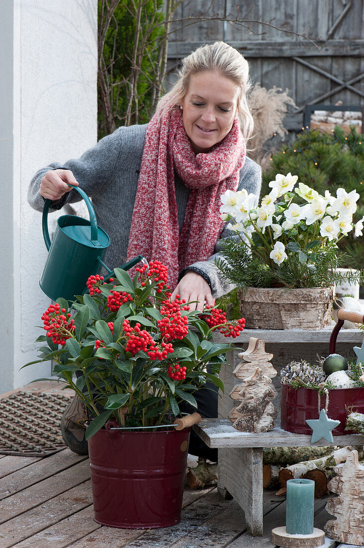 Weihnachtliche Terrasse mit Christrose und Skimmie, Frau gießt, Weihnachtsbäumchen aus Rinde, Kerze, Holzstern